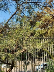 Vachellia xanthophloea