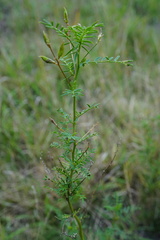 Astragalus sulcatus