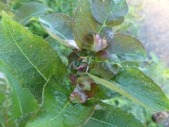 Rabdophaga rosaria