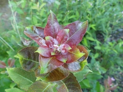 Rabdophaga rosaria