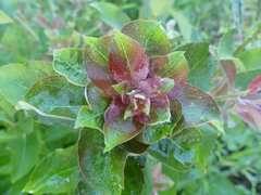 Rabdophaga rosaria