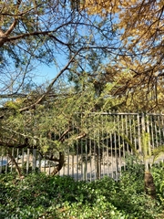 Vachellia xanthophloea