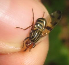 Otites porcus