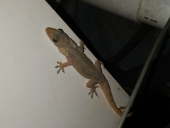 Hemidactylus garnotii