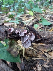 Auricularia nigricans