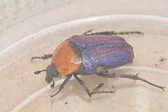 Leucocelis amethystina