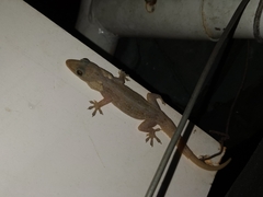 Hemidactylus garnotii