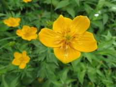 Trollius riederianus