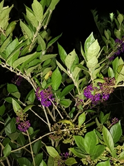 Callicarpa