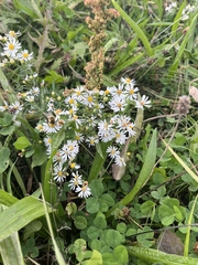 Symphyotrichum pilosum pilosum