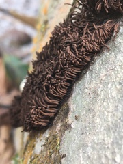 Stemonitis