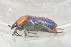 Leucocelis amethystina