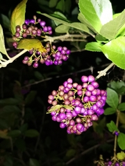 Callicarpa