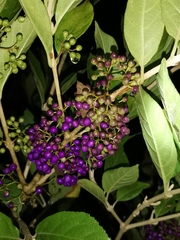 Callicarpa