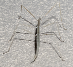 Parabacillus hesperus