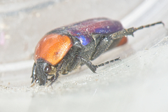 Leucocelis amethystina