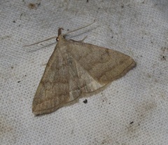 Pechipogo strigilata