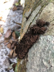 Stemonitis
