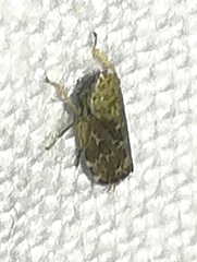 Errastunus ocellaris