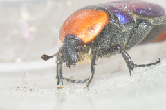 Leucocelis amethystina