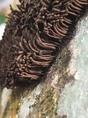 Stemonitis