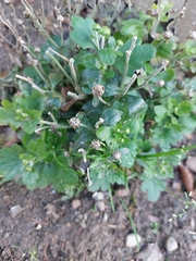 Cyanthillium cinereum