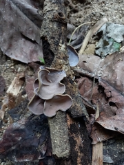 Auricularia nigricans