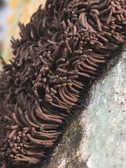 Stemonitis