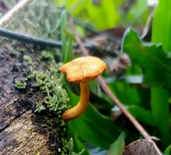 Gymnopilus eucalyptorum