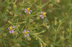 Zygophyllum indicum