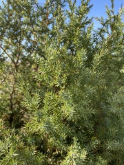 Juniperus