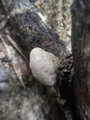 Auricularia nigricans
