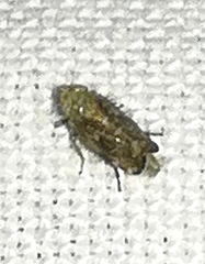Errastunus ocellaris