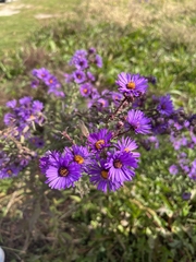 Symphyotrichum