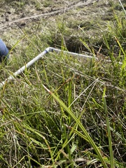 Schoenoplectus americanus