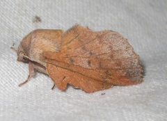 Phyllodesma tremulifolia