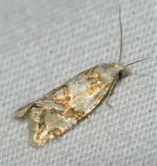 Aethes argentilimitana