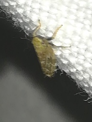 Errastunus ocellaris
