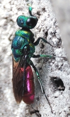 Chrysis