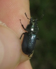 Platycerus caraboides
