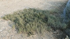 Distichlis spicata