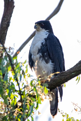 Accipiter melanoleucus