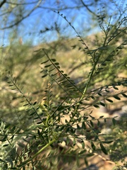 Parkinsonia microphylla
