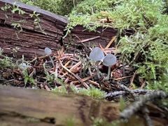 Mycena amicta