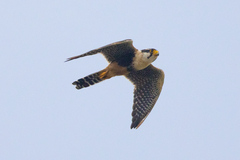 Falco femoralis