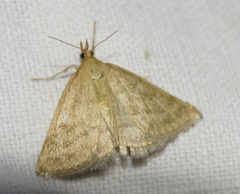 Psammotis pulveralis