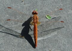 Crocothemis sanguinolenta