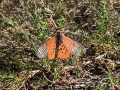 Acraea horta