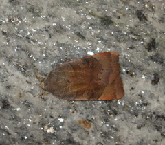 Noctua janthina