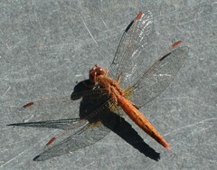 Crocothemis sanguinolenta